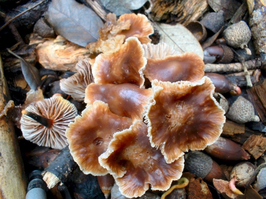 Escursione tra pino e leccio